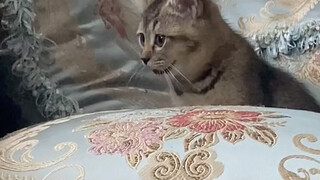 Memelihara kucing memang boros AC...