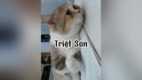 Thấy cũng tội hoi cũng kệ :))) mèo cat