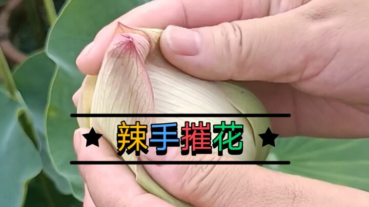 辣手摧花，掰开巨无霸