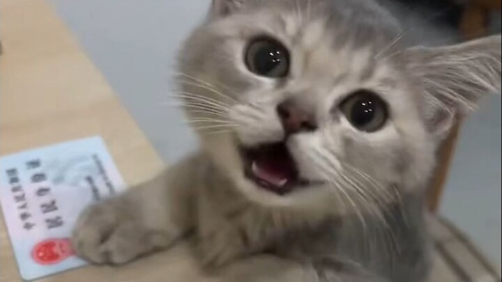 🐱: I even pulled out my ID just to get a bite of meat.
