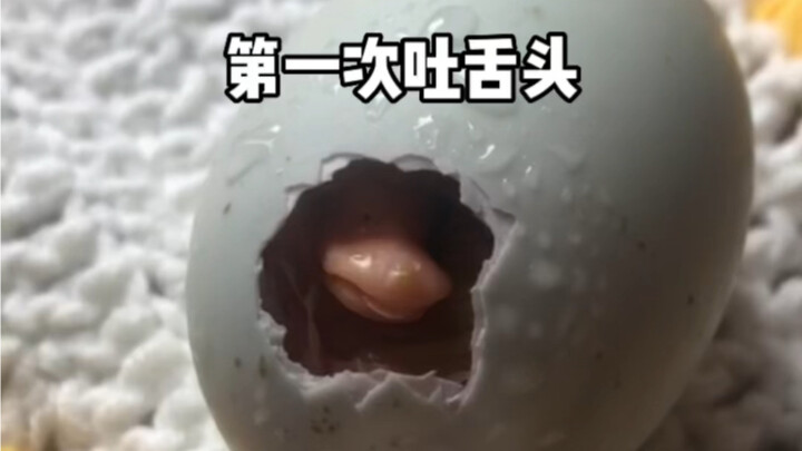 ฉันฟักและเลี้ยงลูกเป็ดคอร์ลาลตัวหนึ่งด้วยมือของตัวเองนะ!