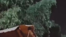 องค์ชายรัชทายาทตกกวะมาเป็นสามีรับใช้