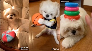 Borgy the Shih Tzu TikTok Videos Compilation Part 3