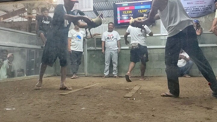 MJF GAMEFOWL, Sweater Grey, 🐓🐓two hits Champion ✅🏆🏆