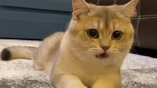 Mèo: Chúng ta đều là những người có học vấn cao! #mèo