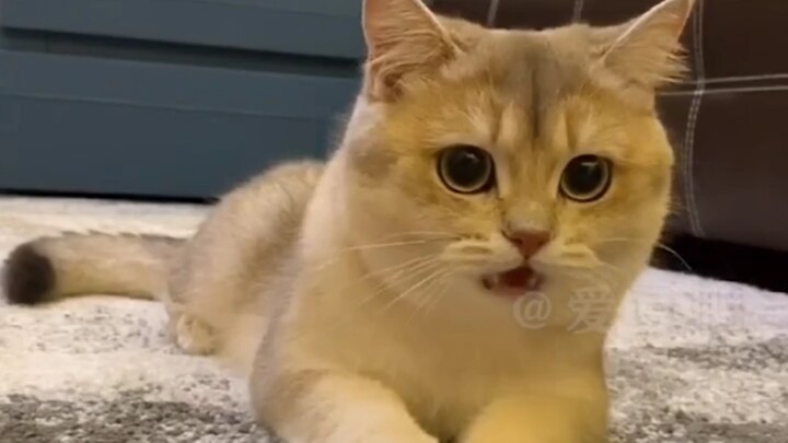 القط: جميعنا حاصلون على تعليم عالٍ! #قطط