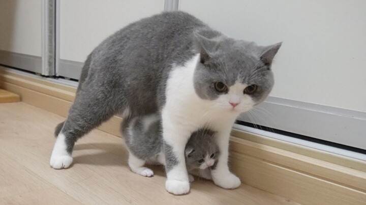 [Hewan]Momen manis kucingku dan bayi kucingku