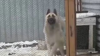 Funny Dancing Dog