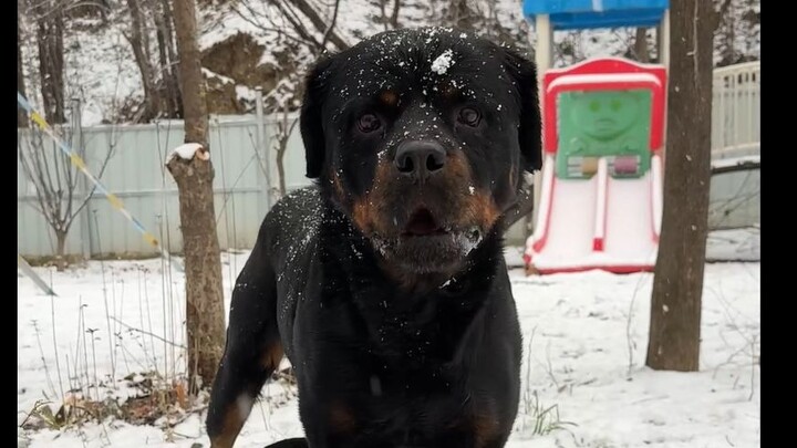 Every time it snows, the black panther gets so excited, and the other dogs love snowy days too.