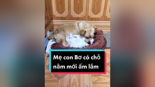 Đêm hôm rồi ai còn thức ko nhỉ? cunyeucuadua chó chócon chókhôn chócute