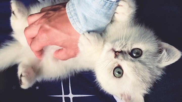 This little milk cat’s taste is damn sweet.