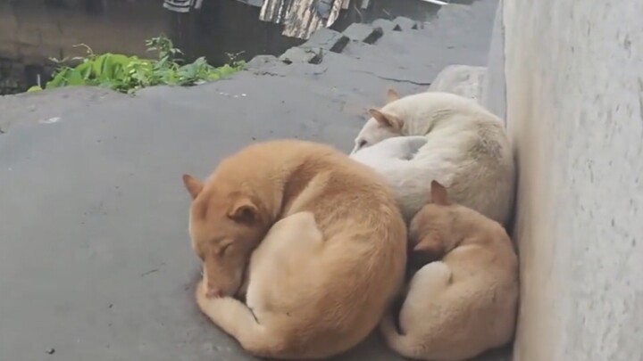 أرغب كثيرًا في الاندماج معهم، لكنني أخشى ألّا أكون منسجمًا مع المجموعة~