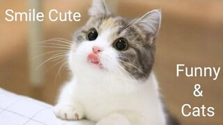 Funny & Cats - รวมน้องแมวน่ารัก 23
