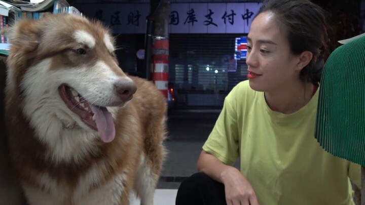 Cô em gái vùng quê: Chú chó Alaska bị border collie cắn thương tích, cô em hai tuổi liền tức tốc đưa