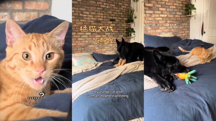 القط البرتقالي يشتبك مع كلب الدرواس الألماني 🤣🤣