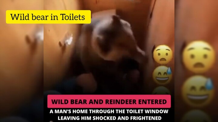 Wild bear in toilets when i an peeing🤓🤓🤓