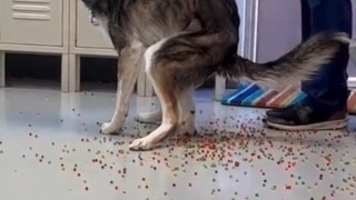 遇上彩虹吃定彩虹