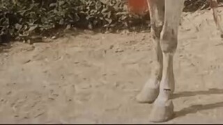 My mom said: Keep me away from animals! When my mom was young: