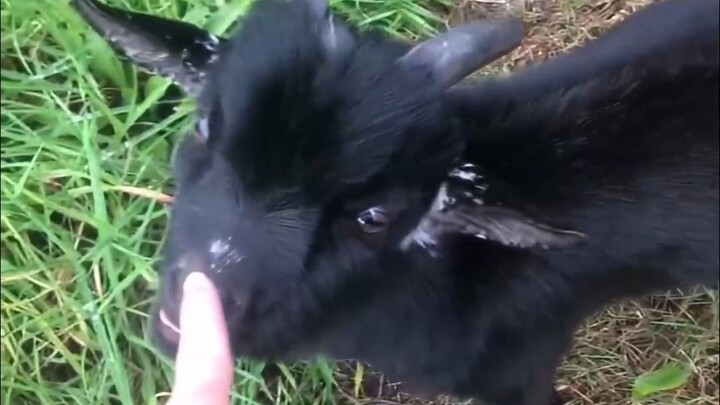 Ini adalah seekor kambing yang pemarah