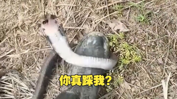 งูเห่า: ไม่คิดเลยว่าจะมีคนกล้าเล่นกับฉัน?