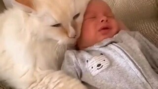 cat funny videos