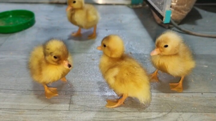 Trải nghiệm nuôi cả đàn vịt giá chục triệu là như thế nào? Dễ thương thì đúng là dễ thương thật, như