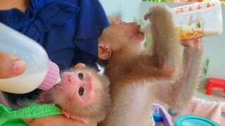 Time For Milk!! Tiny adorable Luca & Yaya are happily enjoys drinking milk together