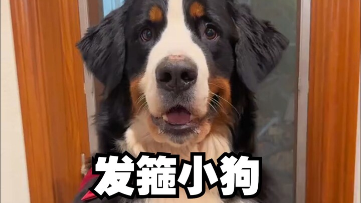 สวัสดีค่ะ/ครับ เราคือกวางมูสตัวน้อย 13 ตัว ขอถามหน่อยได้ไหมว่าเราไปฉลองเทศกาลที่บ้านคุณได้ไหม?