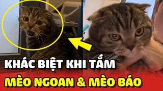 Sự khác biệt khi TẮM giữa MÈO NGOAN và MÈO BÁO 😂 | Yêu Lu