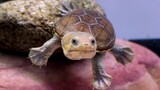 The turtle can't speak, but it can tell you what it's thinking through its actions~