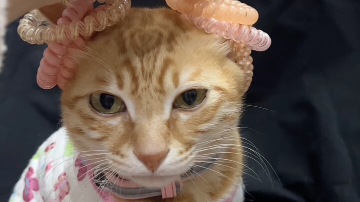 عندما حاولت وضع شريط مطاطي على آذان قطط مختلفة