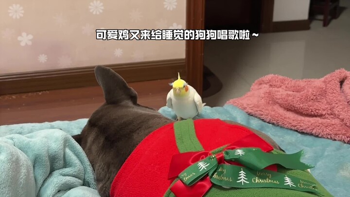 This little parrot sings to the dog every single day to declare its love!! 🐶: I’m speechless.
