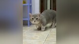 Mẹ mua cho cọng dây chiền dàng đeo nặng lết hổng nổi :)))) konekohouse lùn pet cat mèo