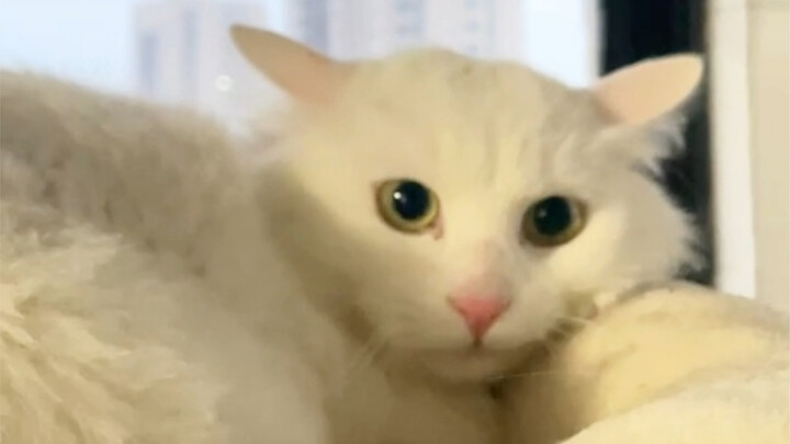 It’s the second day back home, and my cat still doesn’t recognize me—she keeps calling me “Old Wu.”