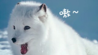 "Your Majesty, I am really a white fox~"