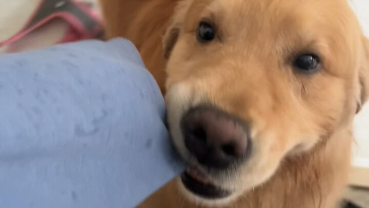 สองลูกกตัญญูตัวยง