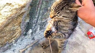 狸花猫5秒吃掉一个老鼠头，“毙鼠山庄”名不虚传！