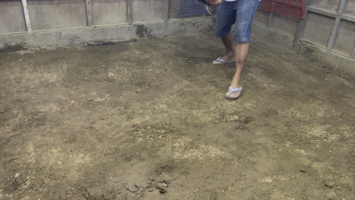 Ensayo Sabong Pinas line