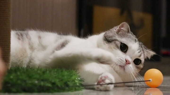 Để huấn luyện mèo chơi bóng bàn, chủ nhân đã mang thứ này ra…