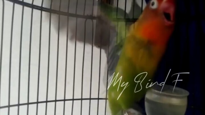 SUARA Lovebird ini JAMIN Bikin LOVEBIRD PAUD Nyaut NGETIK FULL, Masteran LOVEBIRD Paud Balibu