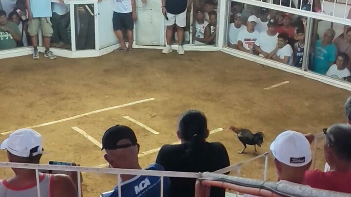 elgamma X kanaway 2x winner