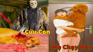 Thú Cưng TV | Cô cô và Sầu riêng #10 | Chó Golden Gâu Đần thông minh vui nhộn | Pets cute smart dog