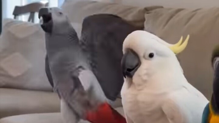 Four_Dramatic_Parrot_on_Instagram___Dramatic_Parrots_Falling_Like_Dominoes!_🤣