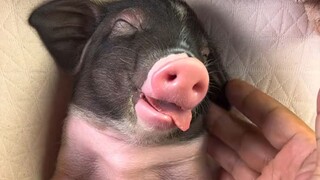 A woman raised a mini pig, and was dumbfounded a year later