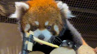 Akhirnya sampai di Changsha zoolung!