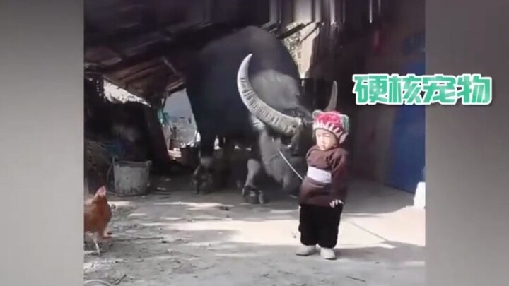 A cute kid takes a 2,000-pound water buffalo for a stroll, and the buffalo follows closely behind ev