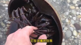 有着“活化石”之称的鲎，俗称“马蹄蟹”,看着吓人其实很温柔