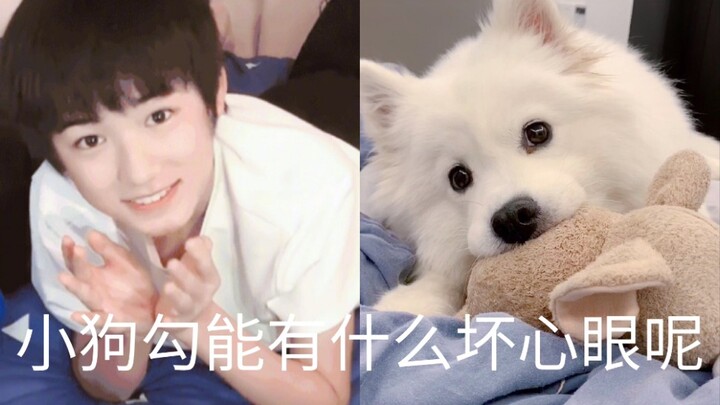 ซ่งหย่าเสวียนนี่คือซาโมยีดจริงๆ นะ!! ตัวโตแถมยังน่ารักอีก! หมาน้อยจอมตะกละจะมีเล่ห์เหลี่ยมอะไรได้ล่ะ