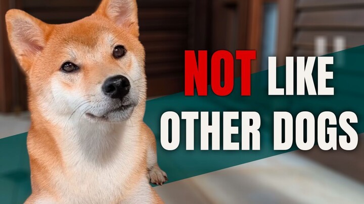 This is Why Shibas Are NOT Like Other Dogs