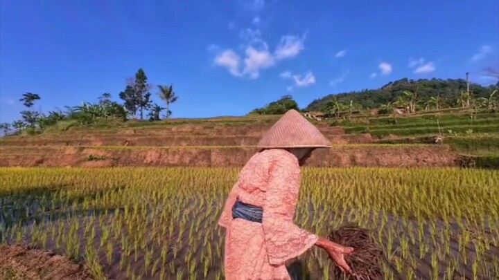 suasana indah persawahan